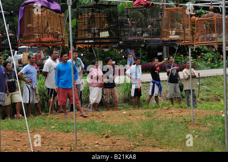 bird whistling contest,Caged Bulbul  songbirds,  kuanmaidum village, palian district, trang province, south thailand Stock Photo