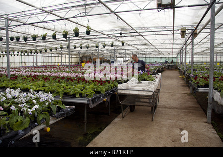 Cultivation of Streptocarpus plants at Dibleys Nurseries near Llanelidan Ruthin Denbighshire Stock Photo