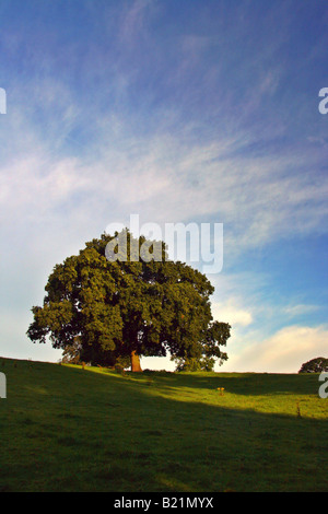 Oak tree in a farmers field Stock Photo - Alamy