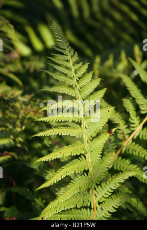 Fern Fronds in Knapdale Forest, Argyll, Scotland Stock Photo