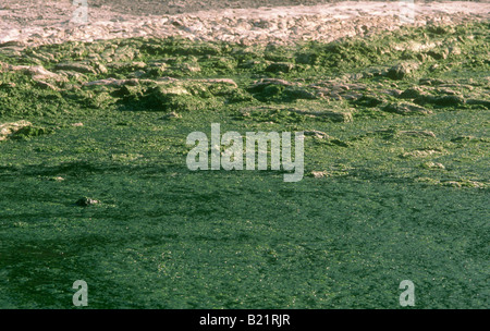 Beach invades green sea weed Stock Photo