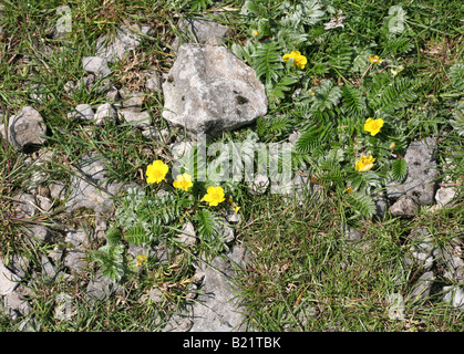 A Silverweed plant (Argentina anserina) growing on limestone rocks Stock Photo