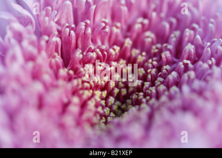 Pink Aster a single flower overhead from above pictures images close  up closeup large high resolution horizontal in USA US hi-res Stock Photo