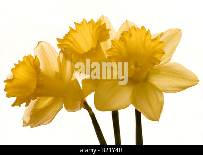 daffodils on a white background Stock Photo