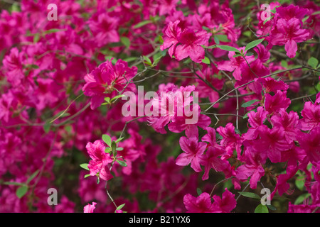 Pink Azaleas bush blossoms early Spring in the public park pictures images photos large high resolution in USA US horizontal hi-res Stock Photo