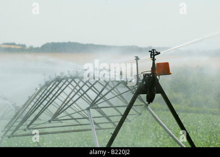 Maize / sweet corn irrigation system, Vienne, France. Stock Photo