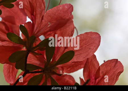 Red Rhododendron a bush flowers Ericaceae close up artistic spring American park flora nature nobody closeup macro from below low angle hi-res Stock Photo