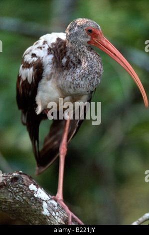 Glossy Ibis (Plegadis falcinellus) juvenile standing on one leg to preserve body heat Stock Photo
