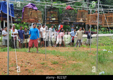 bird whistling contest,Caged Bulbul  songbirds ,  kuanmaidum village, palian district, trang province, south thailand Stock Photo