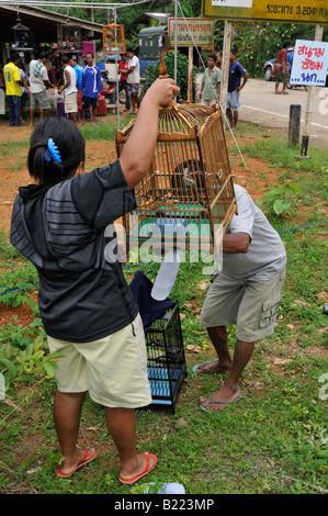 bird whistling contest,Caged Bulbul  songbirds ,  kuanmaidum village, palian district, trang province, south thailand Stock Photo