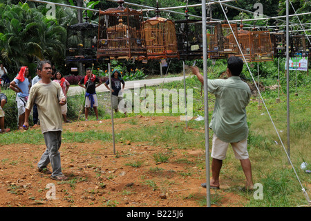 bird whistling contest,Caged Bulbul  songbirds,  kuanmaidum village, palian district, trang province, south thailand Stock Photo