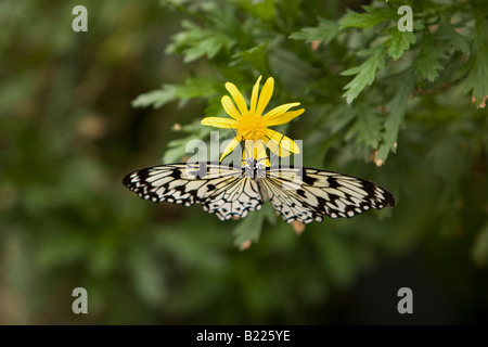 Malabar Tree Nymph Butterfly, Idea Malabarica, Paper Kite Butterfly Stock Photo