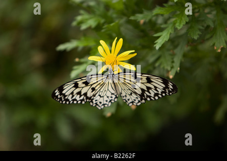 Malabar Tree Nymph Butterfly, Idea Malabarica, Paper Kite Butterfly Stock Photo