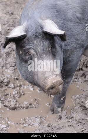 A huge hairy black pig, with a snout full of mad, wallows it its filth and give someone a dirty look. Stock Photo