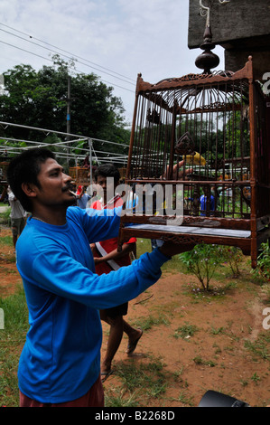 bird whistling contest,Caged Bulbul  songbird  ,  kuanmaidum village, palian district, trang province, south thailaind Stock Photo