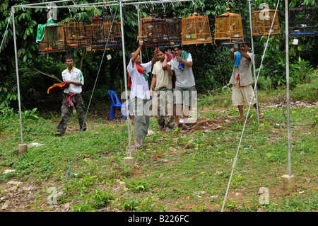 bird whistling contest,Caged Bulbul  songbirds ,  kuanmaidum village, palian district, trang province, south thailand Stock Photo