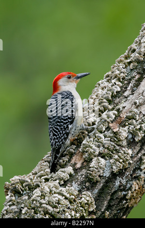 Red bellied Woodpecker - Vertical Stock Photo