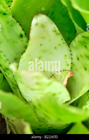 Aechmea fulgens bromeliad without flower closeup close up macro  cultivar sp variant Stock Photo