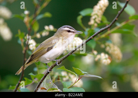 Red eyed Vireo perched in Wild Black Cherry Tree with blossoms Stock Photo