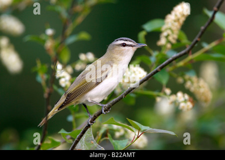 Red eyed Vireo perched in wild black cherry tree with blossoms Stock Photo