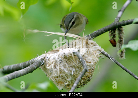 Red eyed Vireo Building Nest Stock Photo