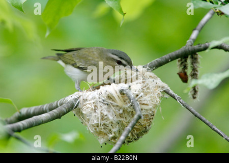 Red eyed Vireo building nest Stock Photo