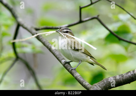 Red eyed Vireo with Nest Material Stock Photo