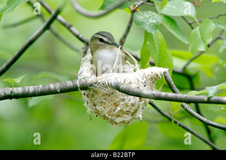 Red eyed Vireo Building Nest Stock Photo