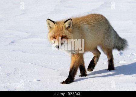 Wild Red Fox. Arctic, Kolguev Island, Barents Sea, Russia.
