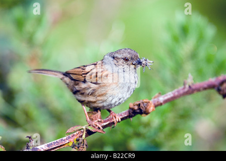 Dunnock with food for young Stock Photo