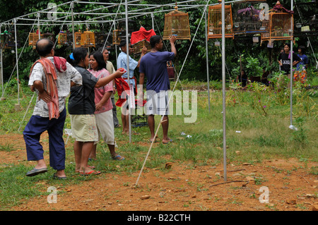 bird whistling contest,Caged Bulbul  songbirds ,  kuanmaidum village, palian district, trang province, south thailand Stock Photo