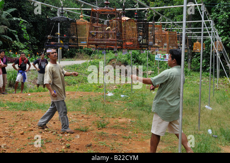 bird whistling contest,Caged Bulbul  songbirds ,  kuanmaidum village, palian district, trang province, south thailand Stock Photo