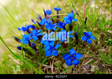 Spring Gentian (Gentiana Verna) - Bernese Alps Switzerland. Stock Photo