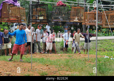 bird whistling contest,Caged Bulbul  songbirds,  kuanmaidum village, palian district, trang province, south thailand Stock Photo