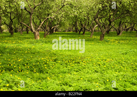 Orchard in grounds of Kolomenskoye, former royal estate, south-east of Moscow, Russia Stock Photo
