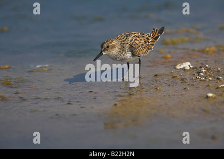 Little Stint Calidris minuta feeding in saline lagoon, Lesvos, Greece in April. Stock Photo