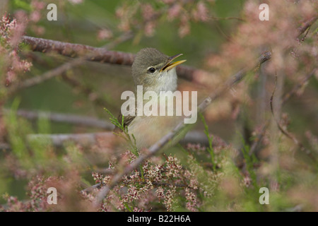 Eastern Olivaceous Warbler Hippolais pallida singing from a tamarisk bush near Kalloni, Lesvos, Greece in April. Stock Photo