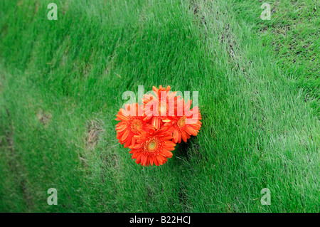 red gerbera flowers against green grassy background Stock Photo