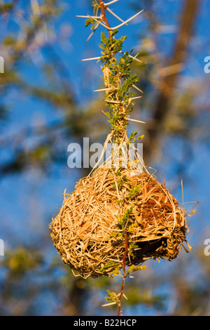 A Southern Masked Weaver or African Masked Weaver' Nest (Ploceus velatus) in Etosha National Park, Namibia Stock Photo