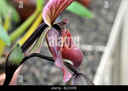 Phragmipedium longifolium Phrag Orchid single pink flower green foliage Lady's Slipper Orchid Stock Photo