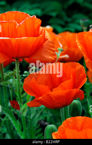 Closeup close up macro photo of an orange Oriental Poppy flower Papaver Orientale with green background Stock Photo