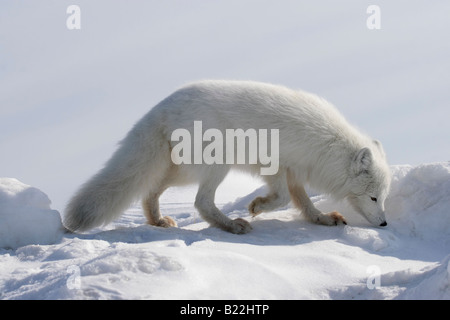 Arctic fox at sunny day. Arctic, Kolguev Island, Russia. Stock Photo