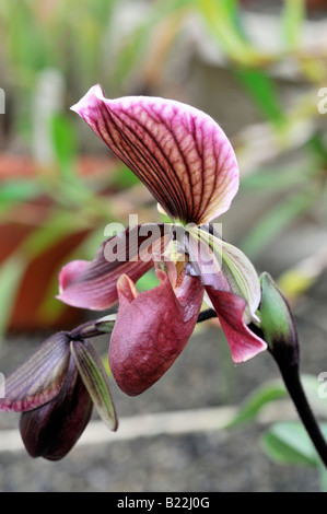 paphiopedilum hybrid greda single pink purple striped flower also known as slipper paph or paph orchids Stock Photo