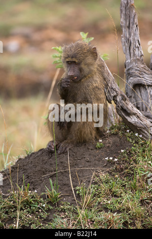 Young Savanna Baboon, Kenya, Africa Stock Photo