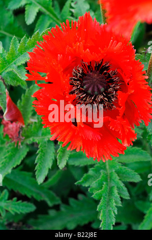 Closeup close up macro photo of a red Oriental Poppy flower Papaver Orientale with green background Stock Photo