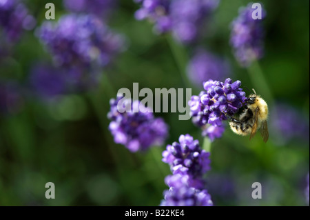 Bumble bee feeding on lavender flowers. UK Stock Photo