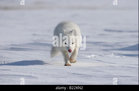 Arctic fox runs with sticking out tonque at sunny day. Arctic, Kolguev Island, Russia. Stock Photo