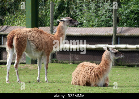 Guanaco Llama (Lama Guanicoe) [Chester Zoo, Chester, Cheshire, England, Great Britain, United Kingdom, Europe].                . Stock Photo