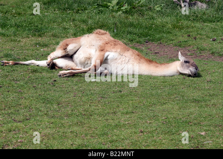 Guanaco Llama (Lama Guanicoe) [Chester Zoo, Chester, Cheshire, England, Great Britain, United Kingdom, Europe].                . Stock Photo