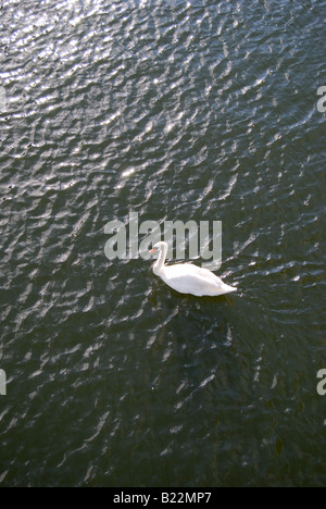 Swan on River Great Ouse, Bedford, Bedfordshire, England, United Kingdom Stock Photo